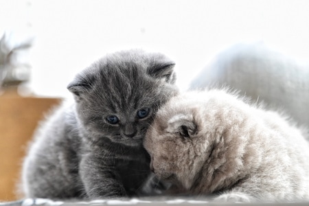 旅游-生态-猫咪🐱-宠物-猫 图片素材