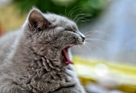高速定格-创意摄影-在路上-我要上封面-猫咪🐱 图片素材