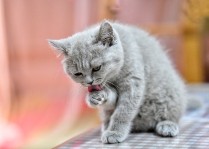 猫咪🐱-抓拍-宠物-猫-猫咪 图片素材