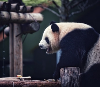 旅游-动物-随拍-熊猫-国宝 图片素材