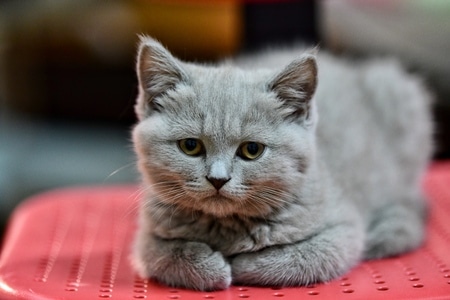 猫咪🐱-抓拍-宠物-猫-猫咪 图片素材