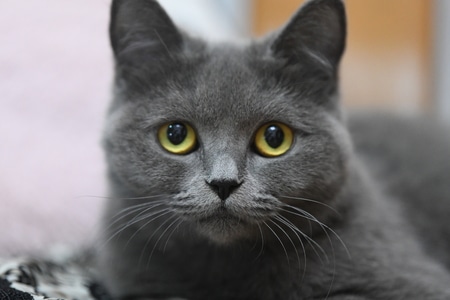 猫咪-抓拍-猫-猫咪-动物 图片素材