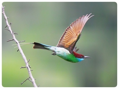 动物-生态环境-抓拍-旅游-鸟类 图片素材