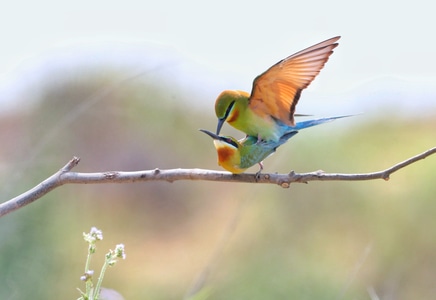 生态环境-鸟类-野生动物-抓拍-旅游 图片素材