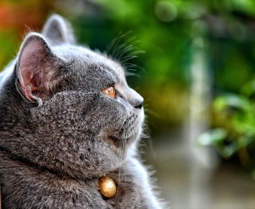 猫咪-抓拍-猫-猫咪-动物 图片素材