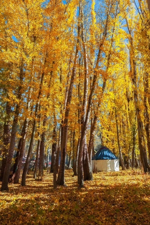风景-街拍-风景-风光-树 图片素材