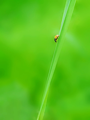 原创-萌虫-微距-瓢虫-昆虫 图片素材