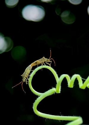 微距-原创-萌虫-昆虫-虫 图片素材