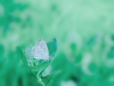 微距-原创-萌虫-昆虫-蝴蝶 图片素材