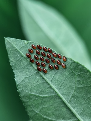 原创-尘世烟火-微距-萌虫-虫卵 图片素材