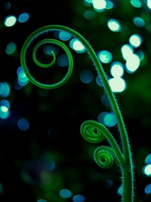 微距-原创-植物-植物-卷须 图片素材