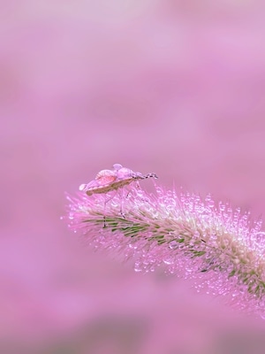 原创-萌虫-微距-植物-粉黛乱子草 图片素材