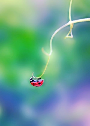 萌虫-微距-原创-阳光-昆虫 图片素材