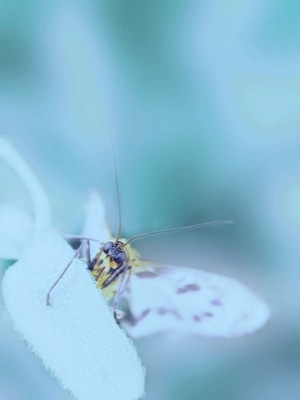 萌虫-原创-微距-灰蝶-灰蝶 图片素材