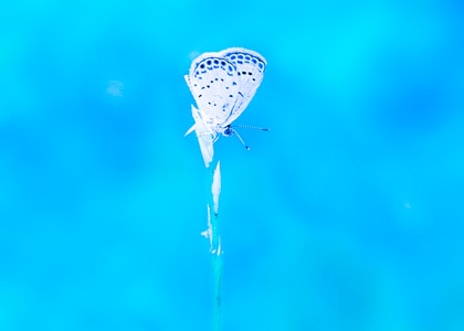 原创-微距-萌虫-小灰蝶-昆虫 图片素材