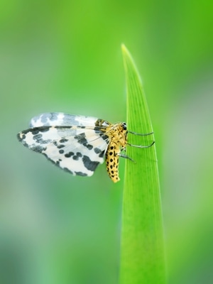灰蝶-原创-微距-昆虫总动员-蝴蝶 图片素材