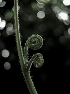 微距-原创-植物-植物-卷须 图片素材