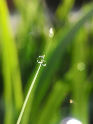 原创-蓝天-阳光-花儿-露珠 图片素材