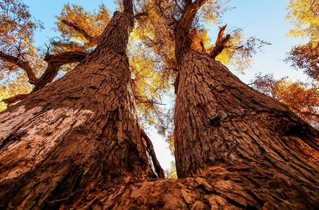 风景-纪实摄影-人文-风景-树木 图片素材