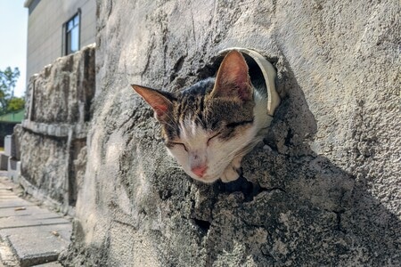 墙-猫咪-睡觉-白天-阳光 图片素材