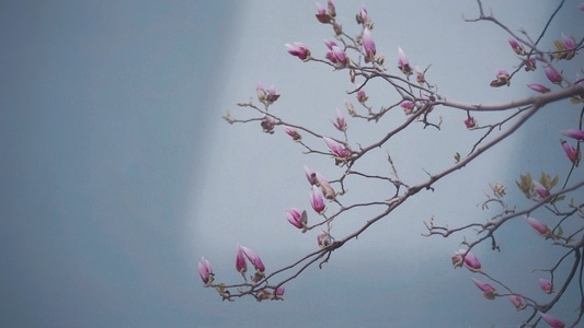春天的日常-希望-温暖-静物-植物 图片素材