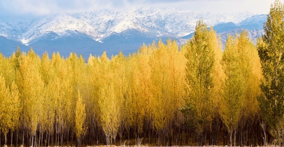 绿色地球-旅行-秋天-新疆-雪山 图片素材