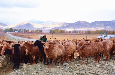 西北-羊群-牧羊人-旅行-新疆 图片素材