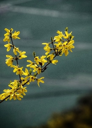 我要上封面-春色-花朵-色彩-花 图片素材