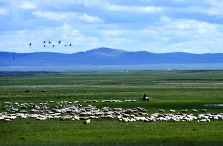 风光-纪实-草原-牧场-羊群 图片素材