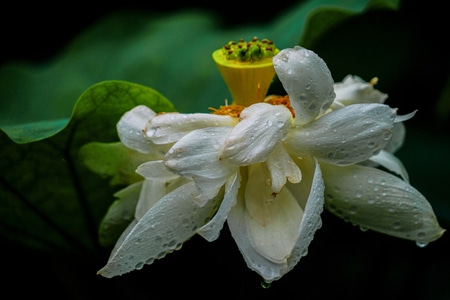 池塘-荷花-细雨绵绵-娇艳-婀娜 图片素材