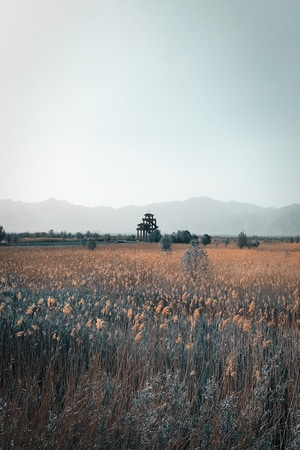 森林-北京市-城市-风光-风景 图片素材
