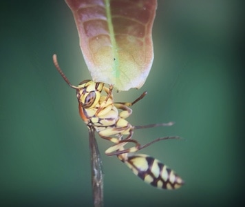 手机摄影-昆虫-微观世界-昆虫-蜂 图片素材