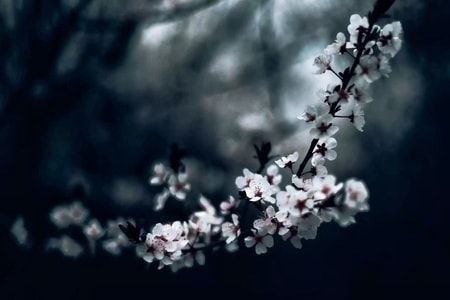 花-春日影像-旅行-手机摄影-园林 图片素材