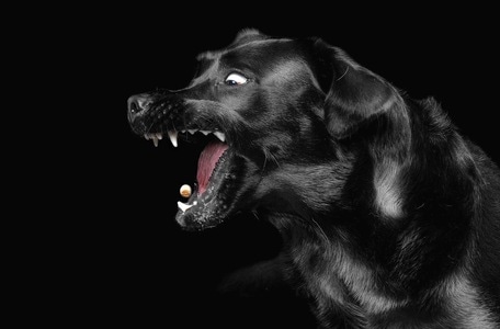 宠物-摄影-拉布拉多猎犬-罗威纳犬-拉布拉多 图片素材