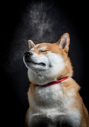 摄影-宠物摄影-宠物-彭布罗克狗-澳洲野狗 图片素材