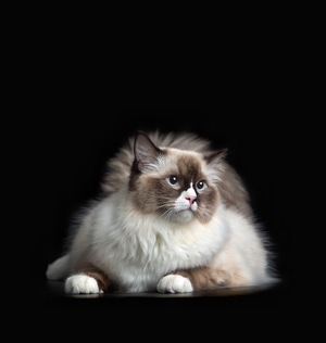 摄影-宠物摄影-波斯猫-京巴狗-布偶猫 图片素材