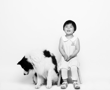 宠物摄影-摄影-儿童摄影-狗-萨摩耶 图片素材