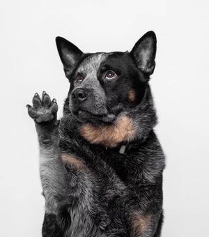 宠物摄影-摄影-狗-澳大利亚卡尔比犬（kelpie）-狗 图片素材