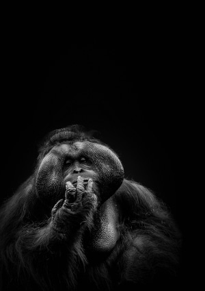 摄影-动物摄影-大猩猩-黑猩猩-猴子 图片素材