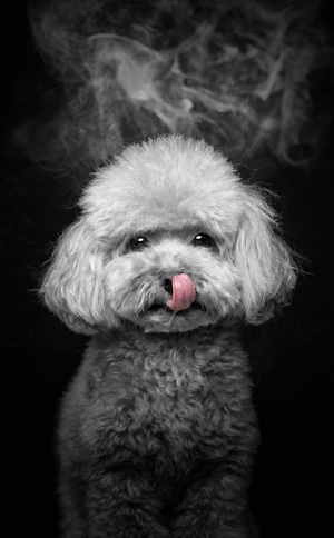 摄影-宠物摄影-迷你贵妇犬-玩具贵宾犬-泰迪犬 图片素材