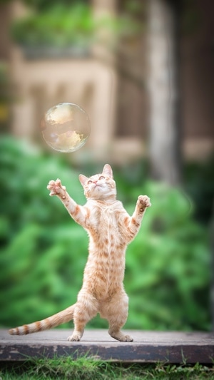 宠物摄影-摄影-莱克兰梗-猫-猫咪 图片素材
