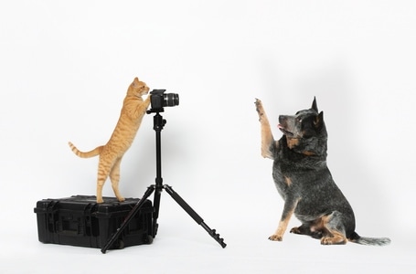宠物摄影-摄影-宠物-狗-猫 图片素材