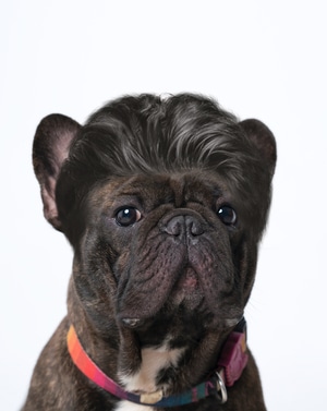 宠物-宠物摄影-法国斗牛犬-狗-帕格犬 图片素材