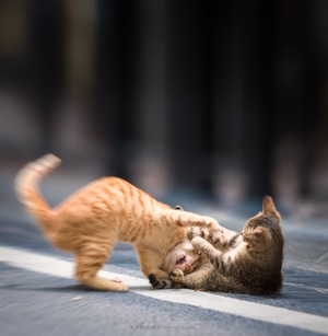 摄影-宠物摄影-宠物-猫-虎猫 图片素材