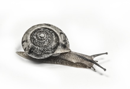 摄影-蜗牛-软体动物 图片素材
