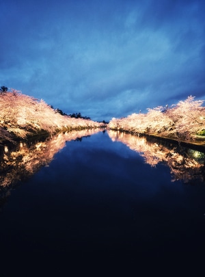 旅行-风光-夜景-日本-弘前公园 图片素材
