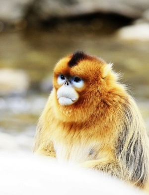 野生动物-旅行-动物-野生动物-猴 图片素材
