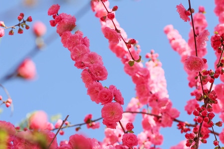 路遇-北京-春天-花-红 图片素材