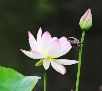 野生动物-花鸟图-鸟-鸟类-动物 图片素材
