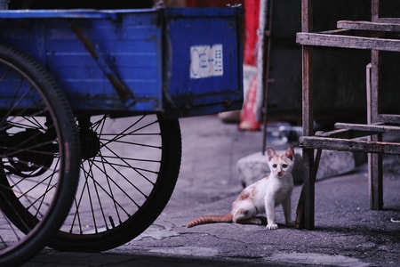 随拍-色彩-纪实-夏天-猫咪 图片素材